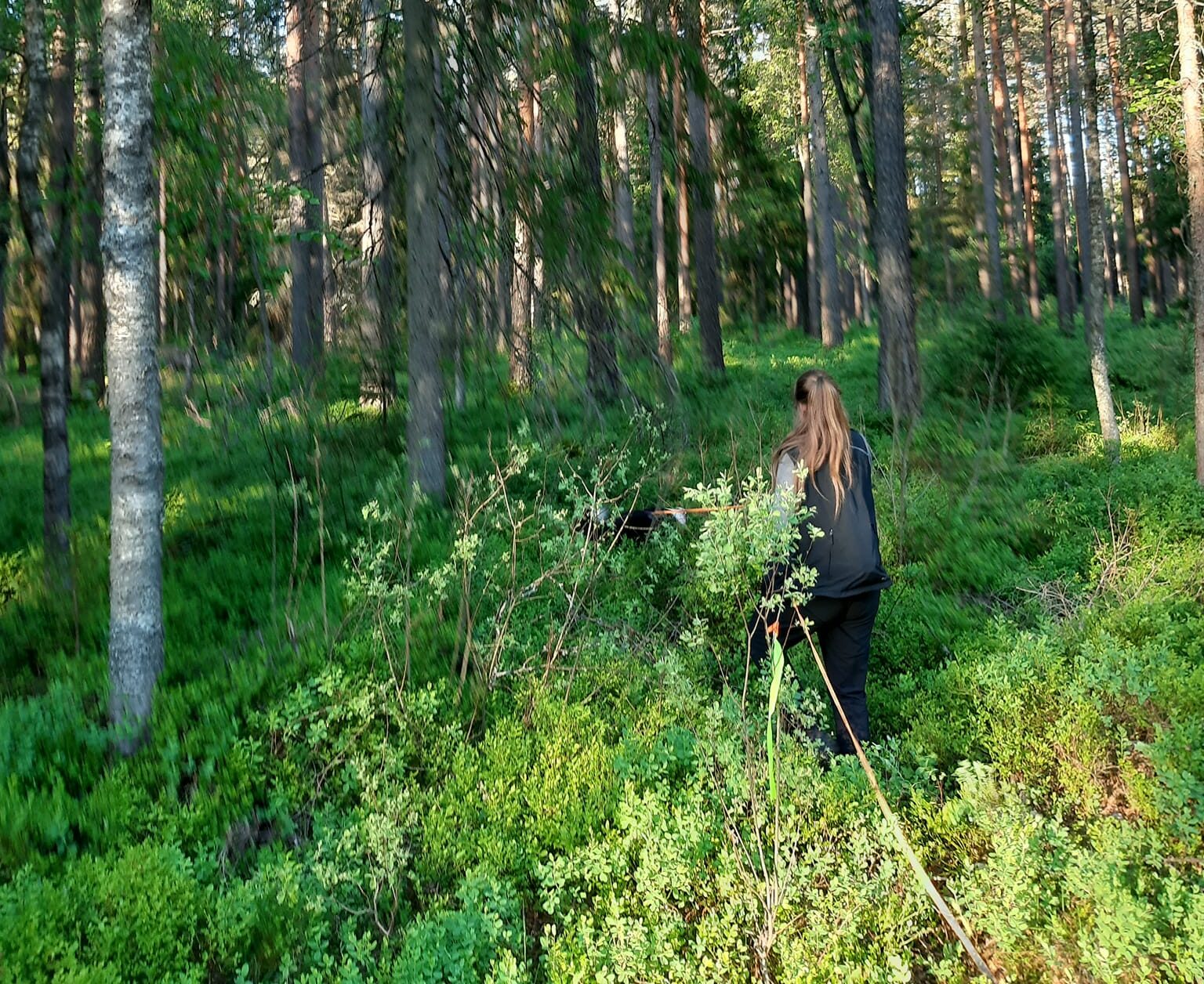 Spårdagar
